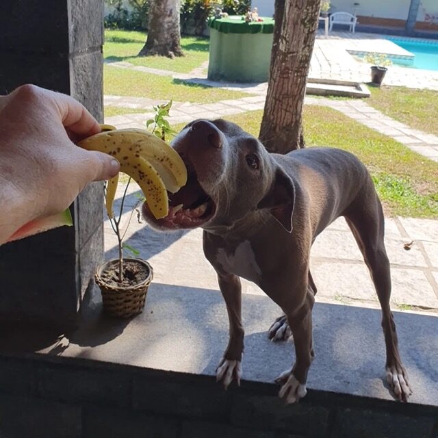 cao-comendo-banana